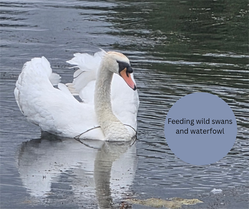 Feeding wild swans and waterfowl