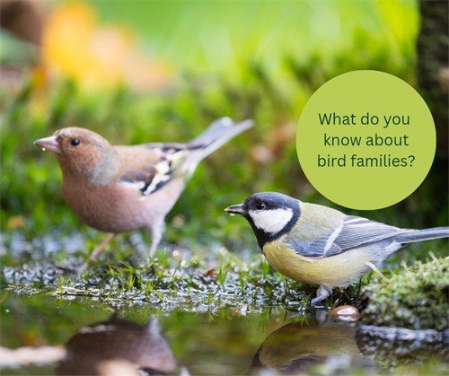 What do you know about bird families?