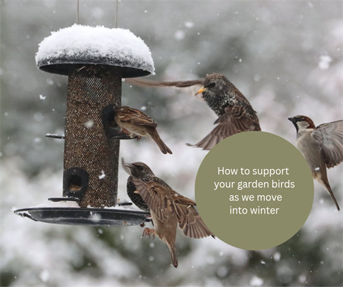 How to support your garden birds as we move into winter
