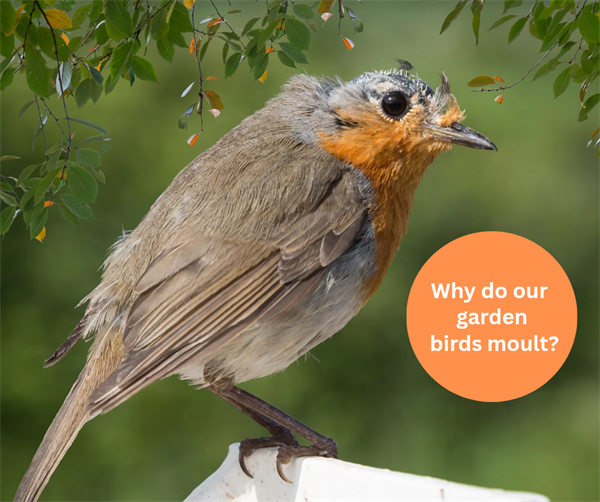 Feather Moulting Factfile