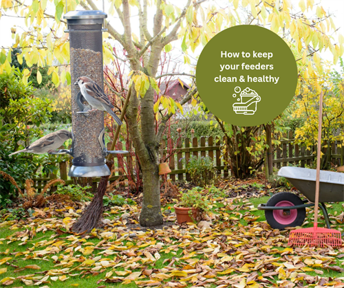 Keeping your feeders clean and healthy